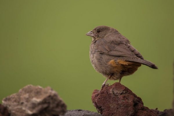 capezio jazz shoes size guide